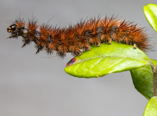 Lutte contre les chenilles processionnaires