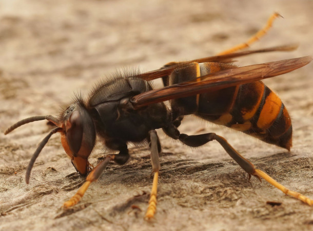 Procédure contre les frelons asiatiques